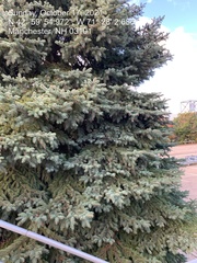 Picea