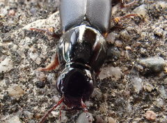 Quedius lateralis