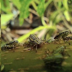 Aetalionidae