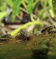 Aetalionidae