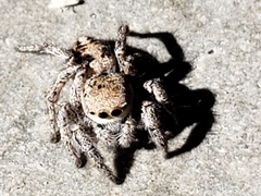 Salticidae