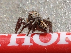 Salticidae