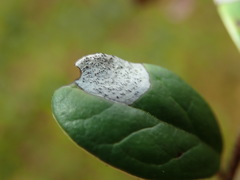 Mycosphaerella stemmatea