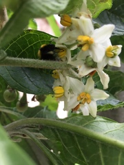 Solanum oblongifolium