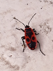 Pyrrhocoris apterus