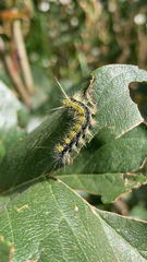Lophocampa argentata