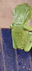 Phyllomedusa burmeisteri