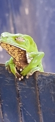 Phyllomedusa burmeisteri