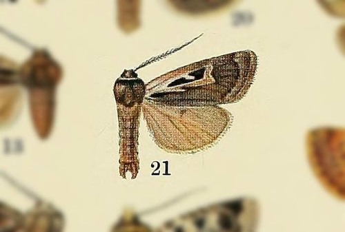Erebophasma vittata