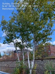 Betula
