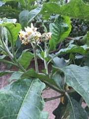 Solanum oblongifolium