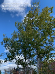 Betula