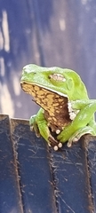Phyllomedusa burmeisteri