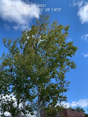 Betula