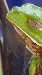 Phyllomedusa burmeisteri