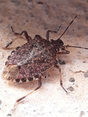 Halyomorpha halys