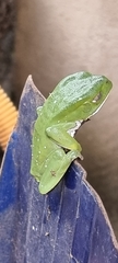 Phyllomedusa burmeisteri