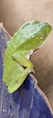 Phyllomedusa burmeisteri