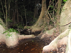 Pterocarpus officinalis