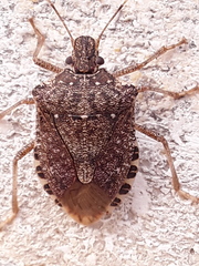 Halyomorpha halys