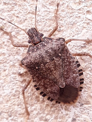 Halyomorpha halys
