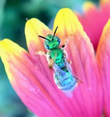 Agapostemon angelicus