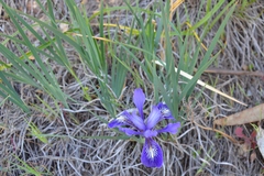 Iris macrosiphon