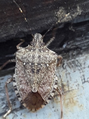 Halyomorpha halys
