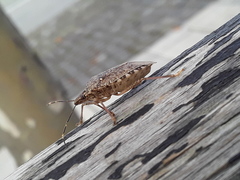 Halyomorpha halys