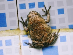 Microhylinae