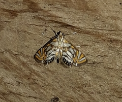 Chrysendeton cumalis
