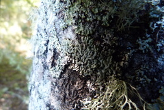 Menegazzia