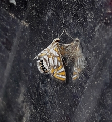 Chrysendeton cumalis