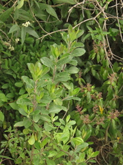 Baccharis macrantha
