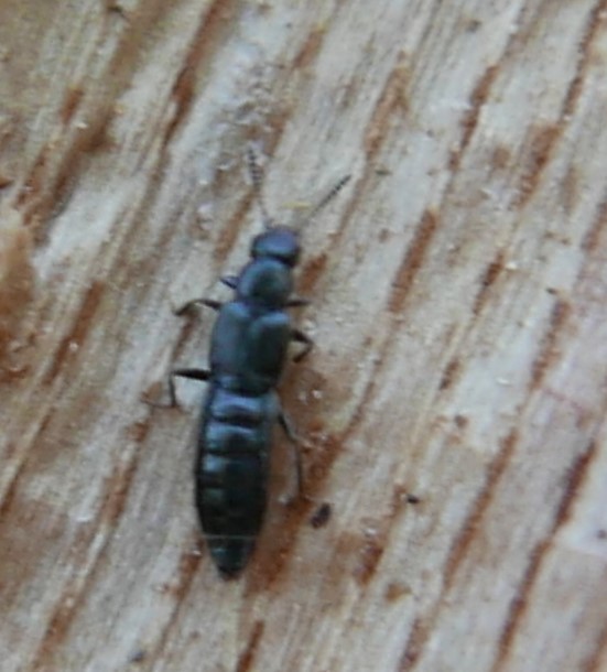 Alianta
