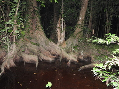 Pterocarpus officinalis