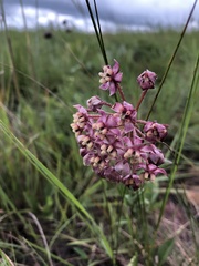Asclepias albens