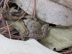 Craugastor mexicanus