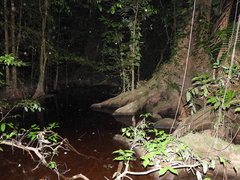 Pterocarpus officinalis