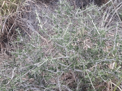 Schaefferia cuneifolia