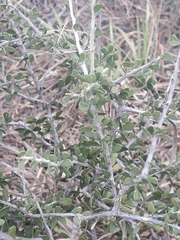 Schaefferia cuneifolia