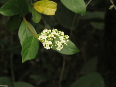 Viburnum tinoides