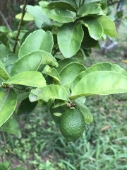 Citrus × latifolia