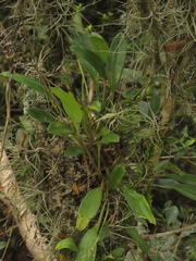 Stelis galeata