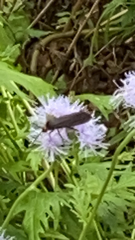 Cisseps fulvicollis