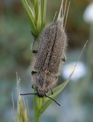 Enicopus