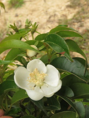 Calycolpus moritzianus