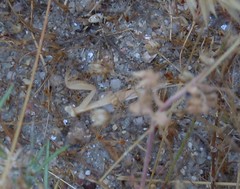 Mantis religiosa religiosa