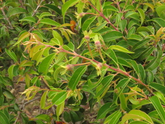 Calycolpus moritzianus