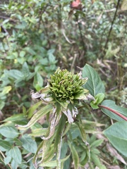 Rhopalomyia capitata